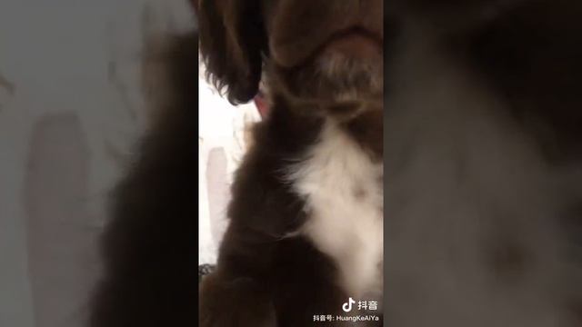 CUTEST Mixed Dog Breeds Head Tilting | schnauzer X cocker spaniel（2021） смотреть онлайн
