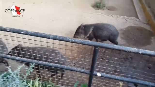 Зоопарк в Монако смотреть онлайн