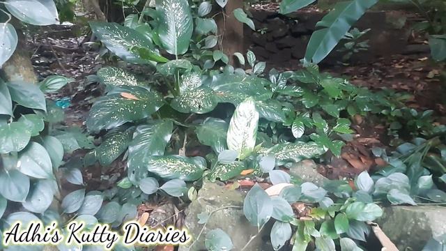 Plant Hunting/Plant Hunting Malayalam #Zerocostplanthunting   /#fern #caladium #syngonium