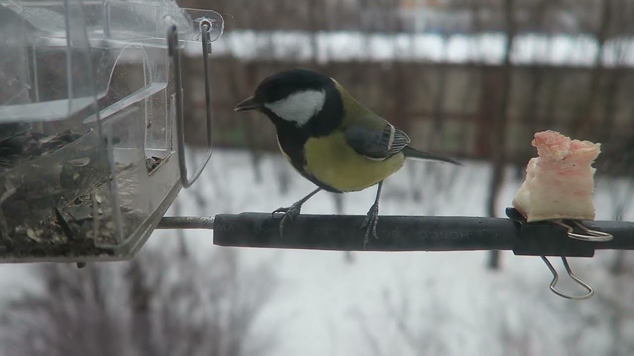 Качелька на кормушке смотреть онлайн