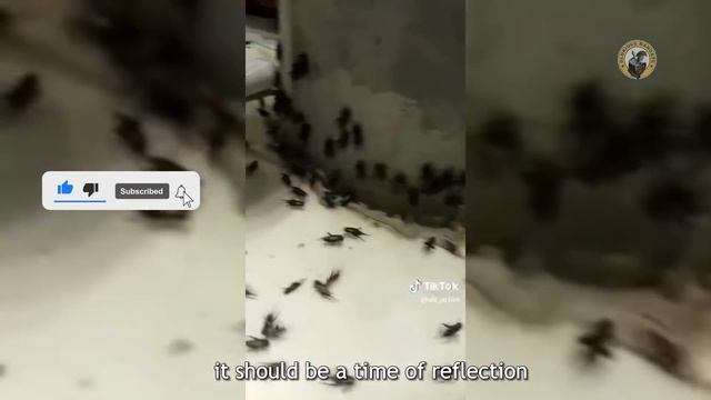 Mecca Under Attack by Bizarre Insect Plague - Shocking Footage Reveals смотреть онлайн