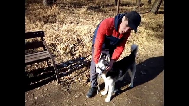 Как сделать чтоб собака не тянула: недоуздок смотреть онлайн