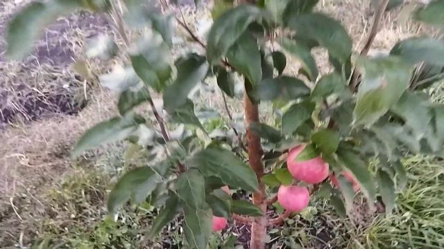 Коллонавидная яблоня Валюта. смотреть онлайн