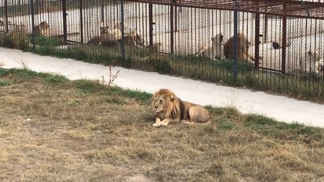 Олег Зубков: похоронен ли лев Малыш смотреть онлайн