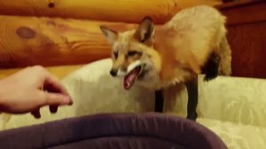 Ли Сяо / Alice the Fox Лиса Алиса (Игра в лежанке на диване)