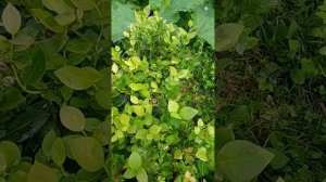 Голубика КАТАХДИН. Первая ягода?