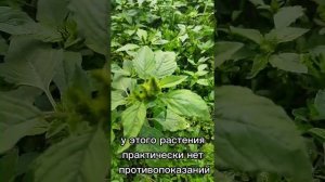 Щирица- амарант. #топ #факты #наука #растения