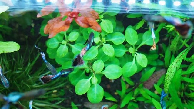 Лобелия пурпурная Lobelia cardinalis смотреть онлайн