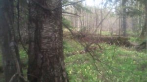 Поход в Тайгу за Сибирской черемшой или как растет колба?