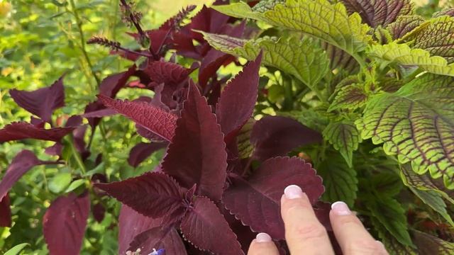 Planting Dancing Butterflies (Gaura) In The Garden/ Cottage Garden Tour In June 2023