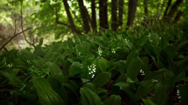 Учим стихотворение "Ландыш" смотреть онлайн