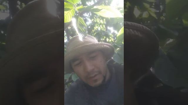 Черешня майские уже готовы друзья смотреть онлайн