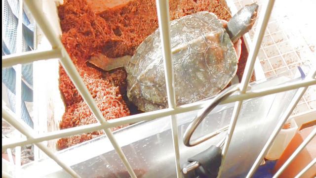 亀がばっちり、卵を産んだよ。の回 #turtle #亀 #turtles #animals смотреть онлайн