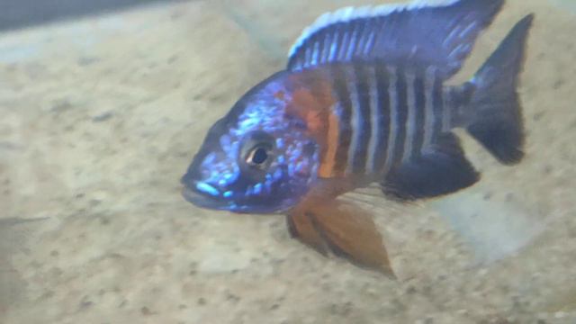 Самец aulonocara stuartgranti red flash смотреть онлайн