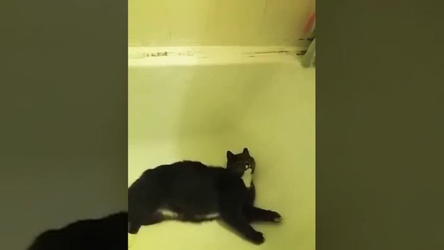 Мая кошка в ванне купаеца смотреть онлайн