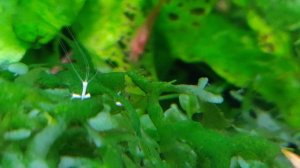 Гидра в аквариуме