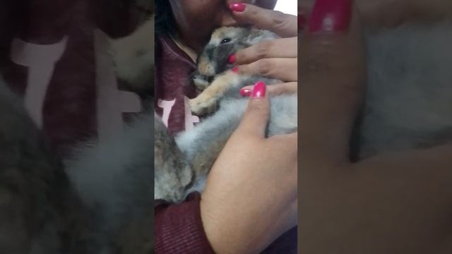 Durmiendo A Nuestro Conejo 