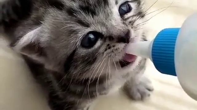 Маленькие котята и собачка. Боже как мило!!!))) смотреть онлайн