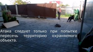 Кане-корсо. Охрана территории. Тренировка.
