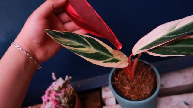 Pluma De Indio Cuidados | Calathea Triostar Cuidados | Hermosa Planta De Interiores