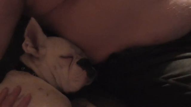 Собака спит. смотреть онлайн