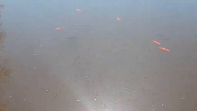 японский карась смотреть онлайн