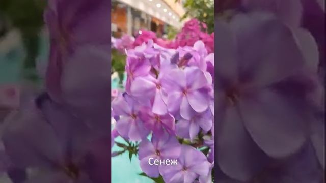 Новинки селекции на выставке флоксов на ВДНХ в 2019 году смотреть онлайн