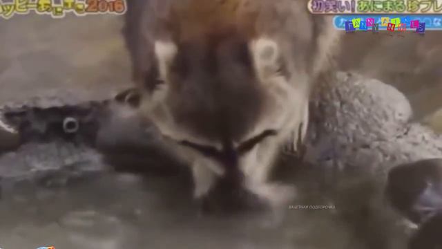 Разные приколы с разными животными. Вкусная трава.