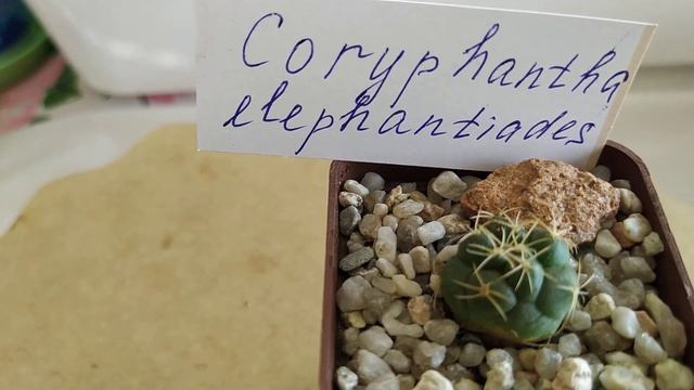 Кактусы. Тема: Подарки к Дню рождения и новые питомцы в коллекции. смотреть онлайн
