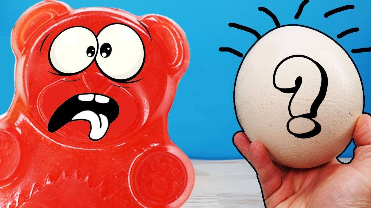 Что будет если у страуса отобрать яйцо! смотреть онлайн