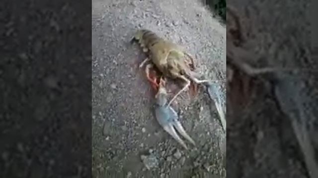 Речной рак. смотреть онлайн