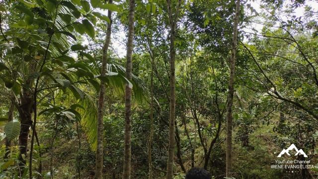 (Property#19) PHP 330 PESOS PER SQM ONLY FARM LOT IN TANAY, RIZAL WITH SEA OF CLOUDS - CLEAN TITLE смотреть онлайн