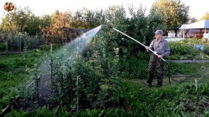 Как, когда и сколько поливать яблони?