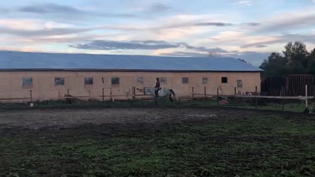 Собранная  рысь . Справились и все получилось.Круг в сборе - круг - расслабление шеи