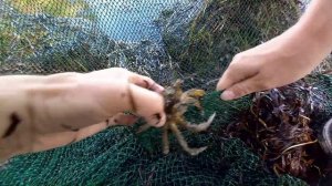 Ловля криветок тралом?