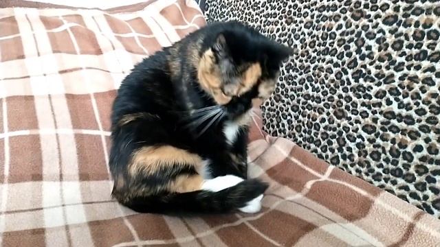 У котов День Сурка и у нас тоже? смотреть онлайн