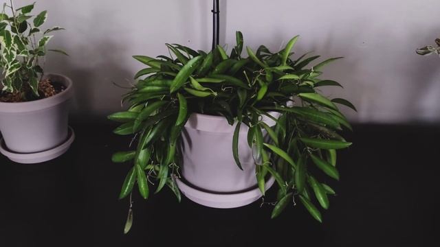Hoya Wayetii Part 01 | Plant Vlog 079 смотреть онлайн