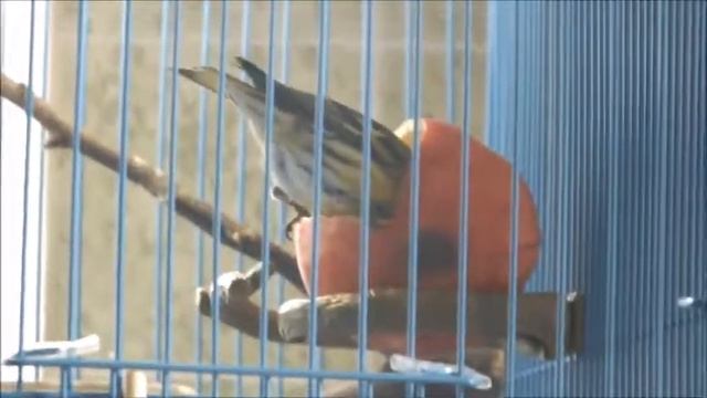 Птицы кушают. Общий завтрак. смотреть онлайн