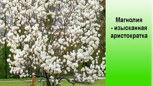 Магнолия - изысканная аристократка смотреть онлайн