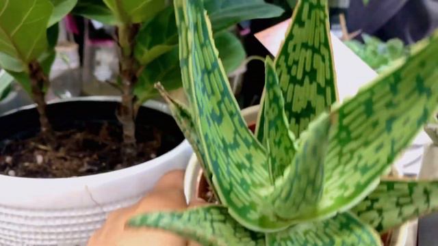 LOWE’S SHOPPING VLOG • THEY NEED HELP IN THE PLANT DEPARTMENT смотреть онлайн