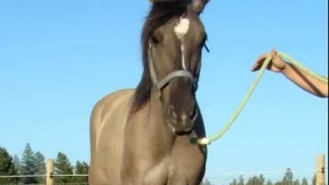 Kiger Mustang for sale *Sitara* смотреть онлайн