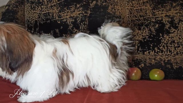 Два мальчика ши-тцу - Pleasure of Life смотреть онлайн