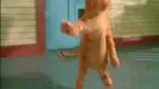 Кот и Калбоса