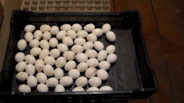 Февральский вывод цыплят Леггорна смотреть онлайн