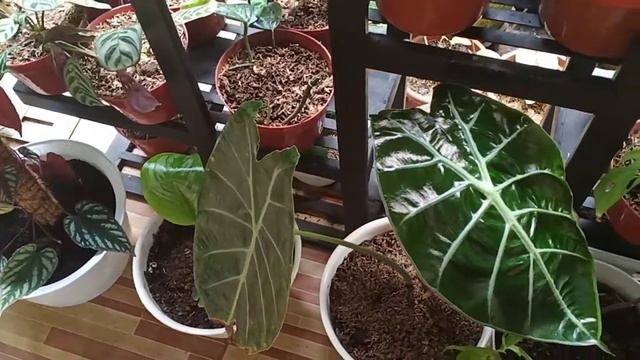 ALOCASIA WATSONIANA , Taman Hias Diminanti