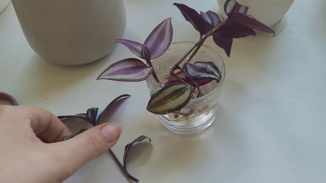 Традесканция размножение черенками - простой и лёгкий способ