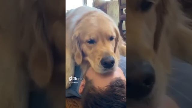 Милота ? #собакаобнимака #Shorts#Собака смотреть онлайн