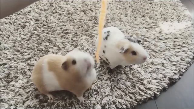 Om Nom Nom - Cute Guinea Pigs Eating смотреть онлайн