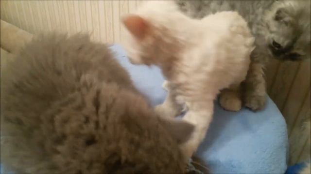 Котята породы Селкирк рекс смотреть онлайн
