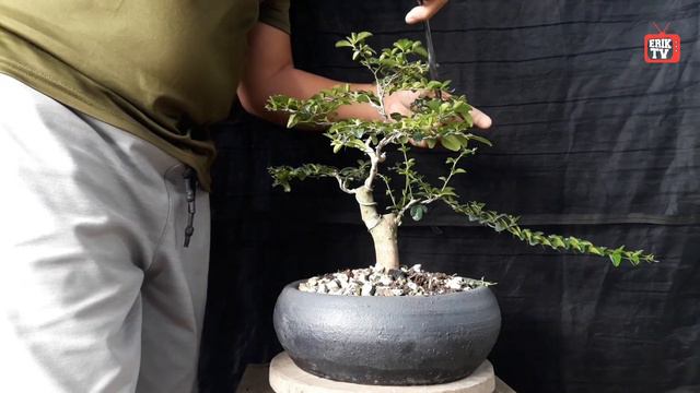 HOW TO GROW SELECTED BONSAI BRANCHES FAST | PAANO MABILIS MAGPALAKI NG MGA PILING SANGA SA BONSAI смотреть онлайн